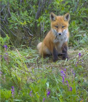 Yukon Red Fox